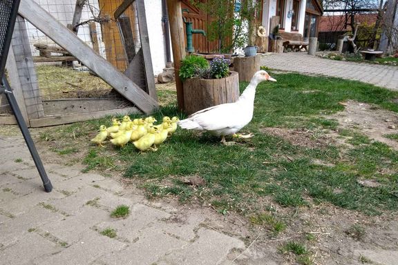 Unsere Tiere Wagnerhof