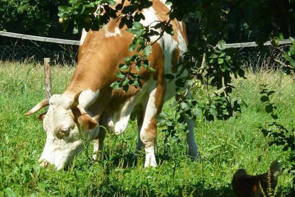 Unsere Tiere Wagnerhof