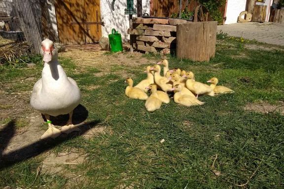 Unsere Tiere Wagnerhof