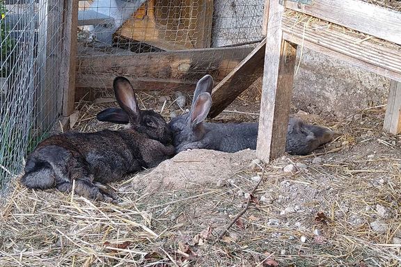 Unsere Tiere Wagnerhof