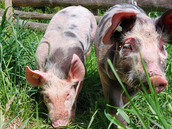 schweine.jpg 